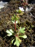 Saxifraga tridactylites. Цветущее растение. Крым, Байдарская долина, окр. с. Кизиловое. 04.04.2010.