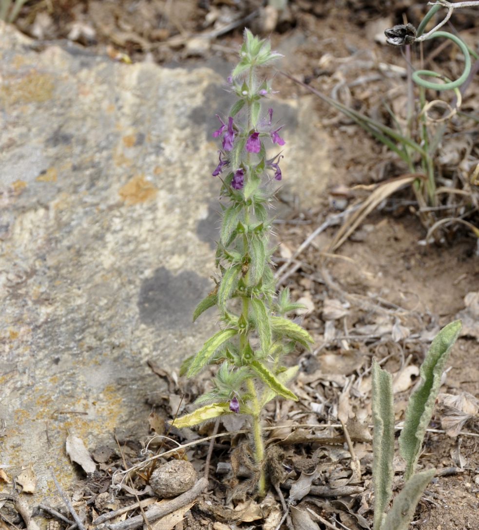 Изображение особи Sideritis romana ssp. purpurea.