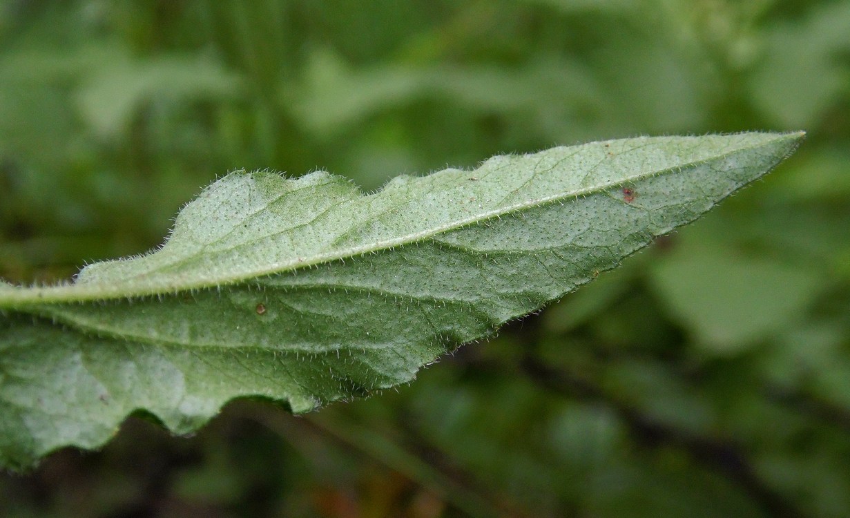 Изображение особи Campanula praealta.