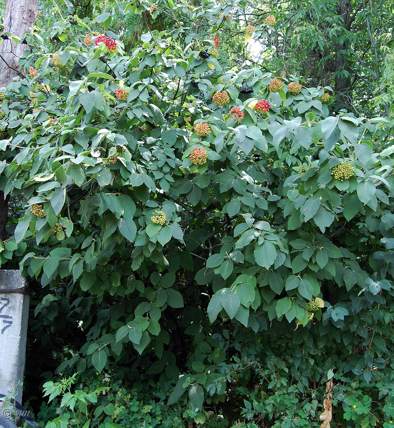 Image of Viburnum lantana specimen.