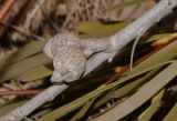 Hakea multilineata