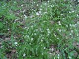 Cerastium holosteum