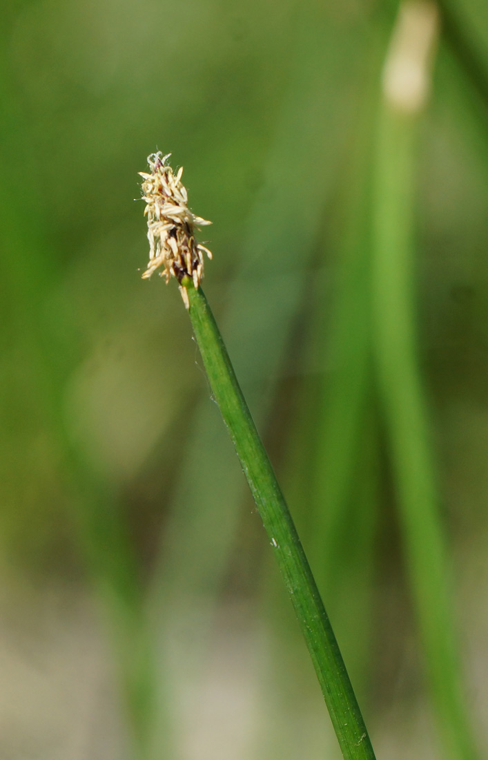 Изображение особи Eleocharis palustris.