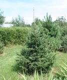 Picea obovata