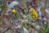 Alyssum trichostachyum. Верхушка цветущего и плодоносящего побега. Республика Адыгея, Майкопский р-н, ок. 6 км юго-восточнее хутора Победа, хребет Скалистый (Уна-Коз), скала Галкина, на задернённой скале у обрыва. 05.05.2018.