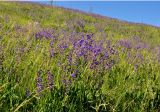 Salvia pratensis