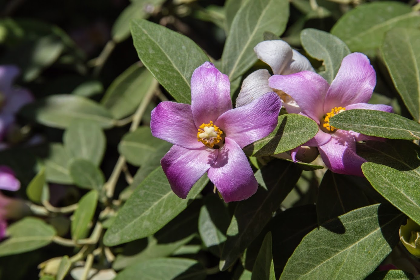 Изображение особи Lagunaria patersonia.