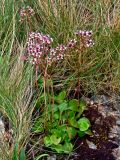 Micranthes melaleuca