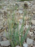 Allium schoenoprasum