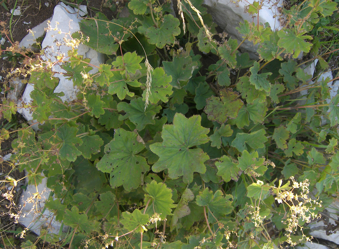 Image of Alchemilla orthotricha specimen.