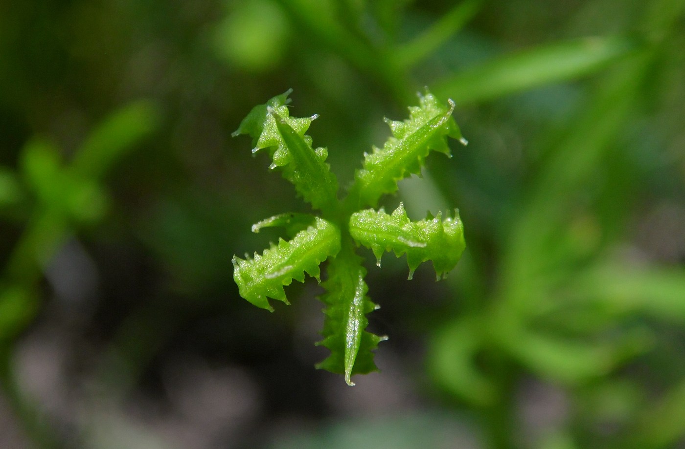 Изображение особи Ranunculus arvensis var. tuberculatus.