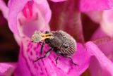 Dactylorhiza incarnata. Поллинарии, прилепившиеся к переднеспинке жука-долгоносика. Ленинградская обл. Гатчинский р-н, окр. пос. Пудость. 20.06.2015.