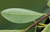 Erythroxylum coca