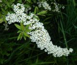 Spiraea × cinerea. Ветвь с соцветиями и молодыми побегами. Подмосковье, г. Одинцово, в культуре. Май 2020 г.