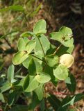 Euphorbia villosa. Остатки соплодия после осыпания плодов. Украина, г. Запорожье, балка Партизанская, разнотравная степь возле деревьев. 07.08.2020.