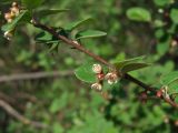 Cotoneaster melanocarpus. Часть цветущей ветви. Магаданская обл., г. Магадан, мкр-н Снежная Долина, бывшая ЛОС (Лесная опытная станция). 25.06.2020.