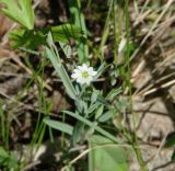 Stellaria dahurica