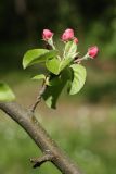 Malus domestica