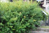 Kerria japonica разновидность pleniflora