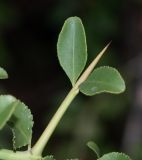 Gymnosporia buxifolia