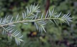 Tsuga canadensis. Верхушка веточки (абаксиальная поверхность) с мертвой мухой. Москва, ГБС РАН, дендрарий. 30.08.2021.