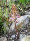 genus Orobanche. Цветущее растение. Таджикистан, р-н Сангвор; Памиро-Алай, Мазорский хр., ≈ 2600 м, каменистый берег реки (паразитирует предположительно на Ferula sp.). 17.06.2019.