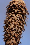 Betula papyrifera