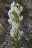 Astragalus glaucus