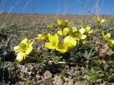 Ranunculus polyrhizos. Цветущее растение. Казахстан, Сев. Тянь-Шань, хр. Торайгыр, пер. Аласа, дно распадка между сопками. 2 апреля 2023 г.