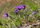 Pulsatilla turczaninovii