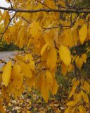 Populus tristis