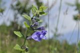 Scutellaria krasevii