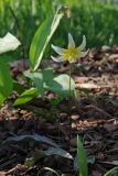 Erythronium helenae