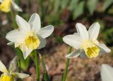 Narcissus pseudonarcissus