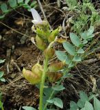 Astragalus physocarpus. Соплодие и лист. Казахстан, Карагандинская обл., мелкосопочник. 14.05.2011.