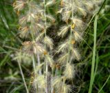 Pennisetum orientale