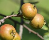 Pyrus ussuriensis. Плоды. Приморье, окр. Артёма, Владивостокский аэропорт \"Кневичи\". 24.08.2009.