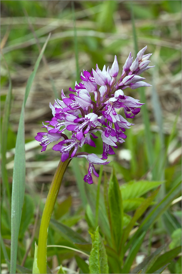 Изображение особи Orchis militaris.