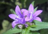 Campanula glomerata