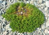 Honckenya peploides подвид major. Отцветающие растения на пляже. Приморье, бухта Второй Лангоу. 26.08.2006.