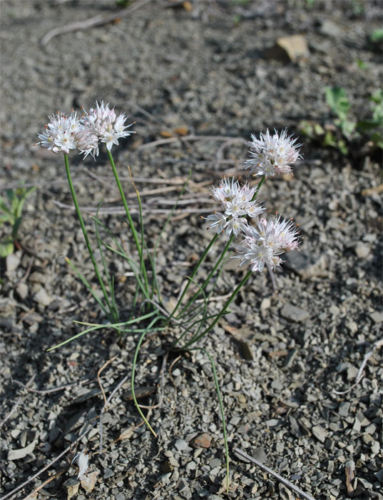 Изображение особи Allium saxatile.