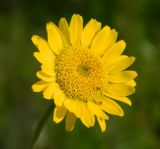 Anthemis tinctoria