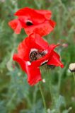 Papaver rhoeas var. strigosum