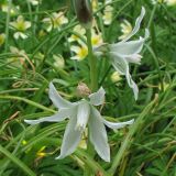 Ornithogalum nutans. Цветки. ФРГ, Нижняя Саксония, Ольденбург, ботанический сад Ольденбургского университета. 7 апреля 2007 г.