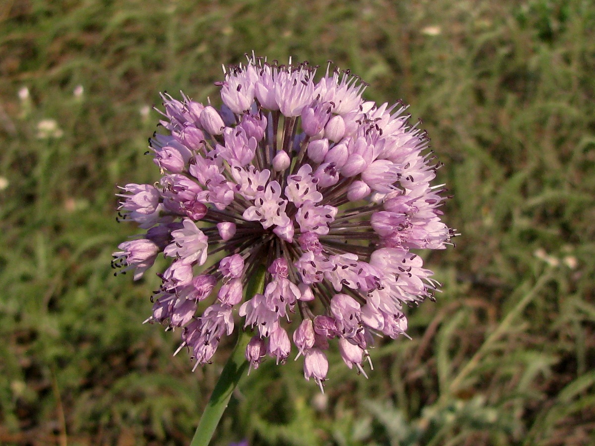 Изображение особи Allium lusitanicum.