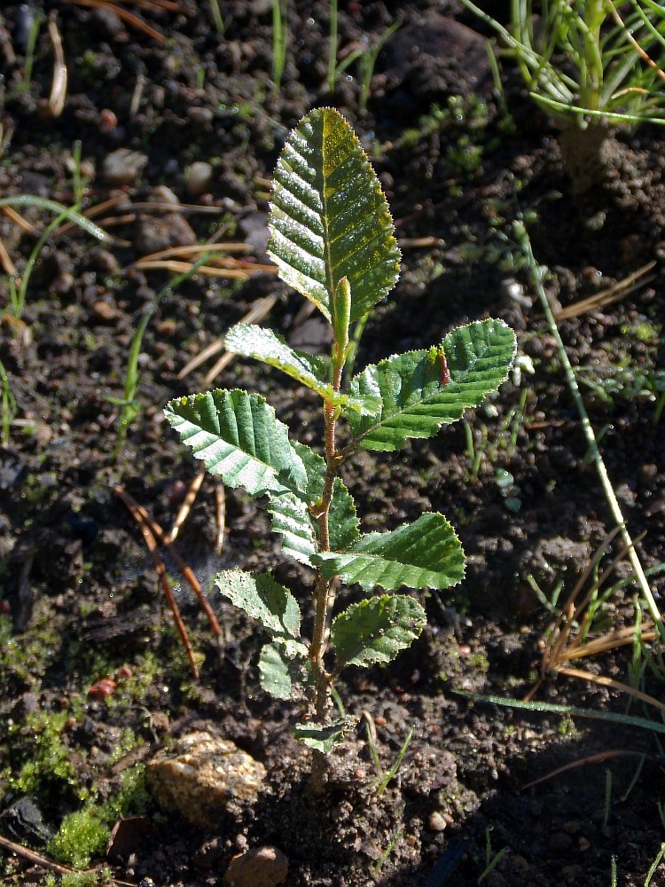 Изображение особи Nothofagus &times; alpina.