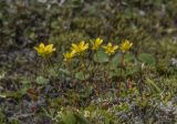 Saxifraga serpyllifolia