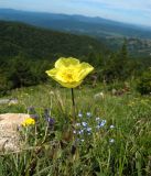 Papaver pseudocanescens