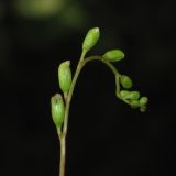 Drosera rotundifolia