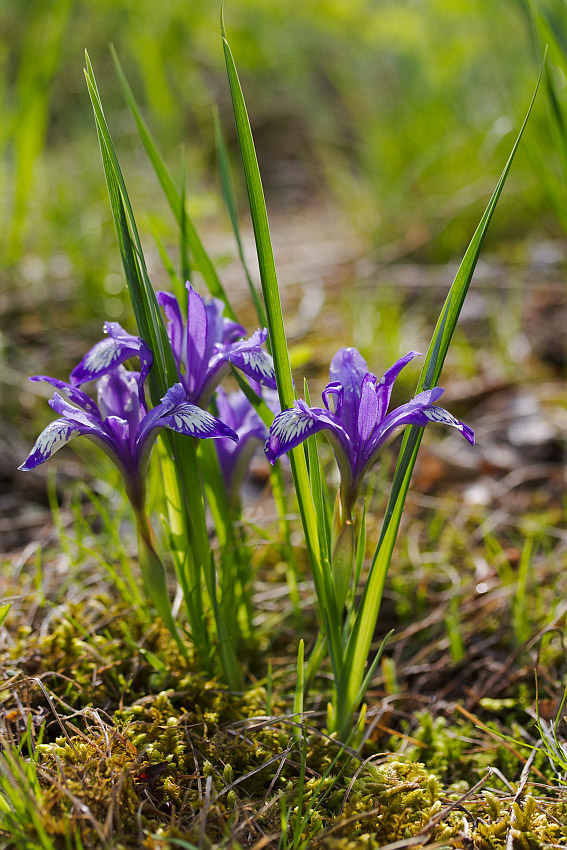 Изображение особи Iris ruthenica.